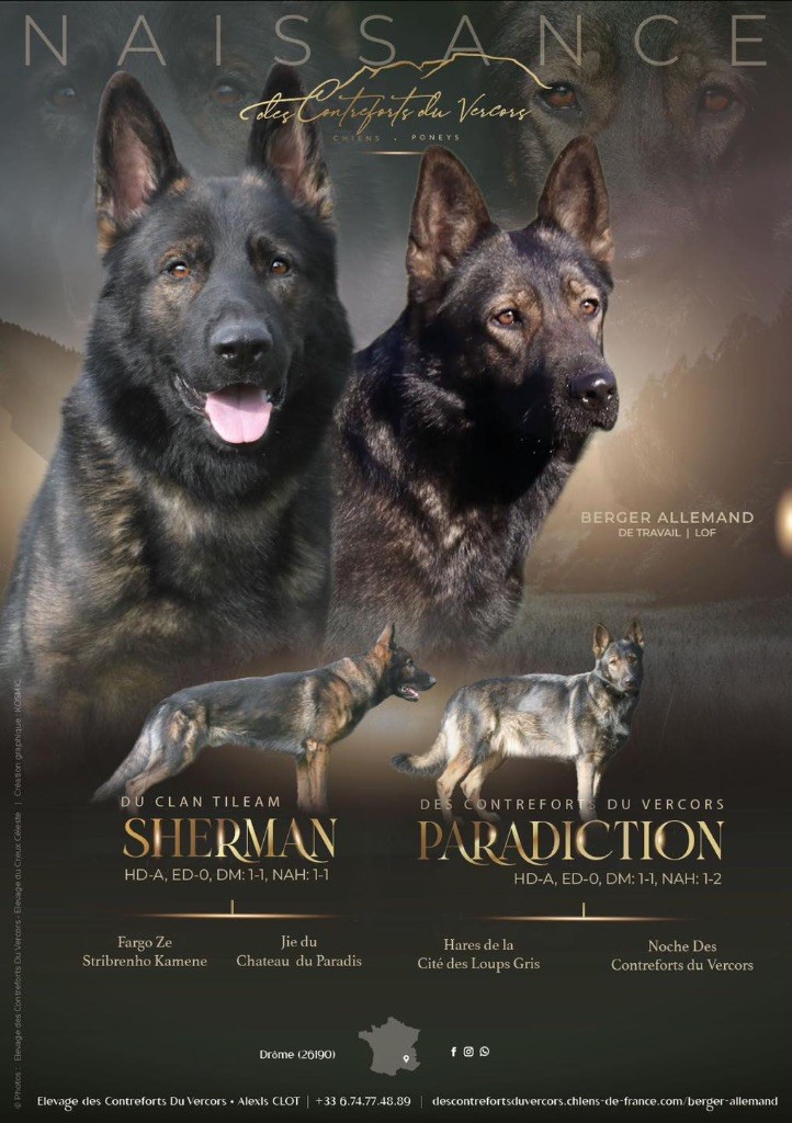 Chiot Berger Allemand Des Contreforts Du Vercors