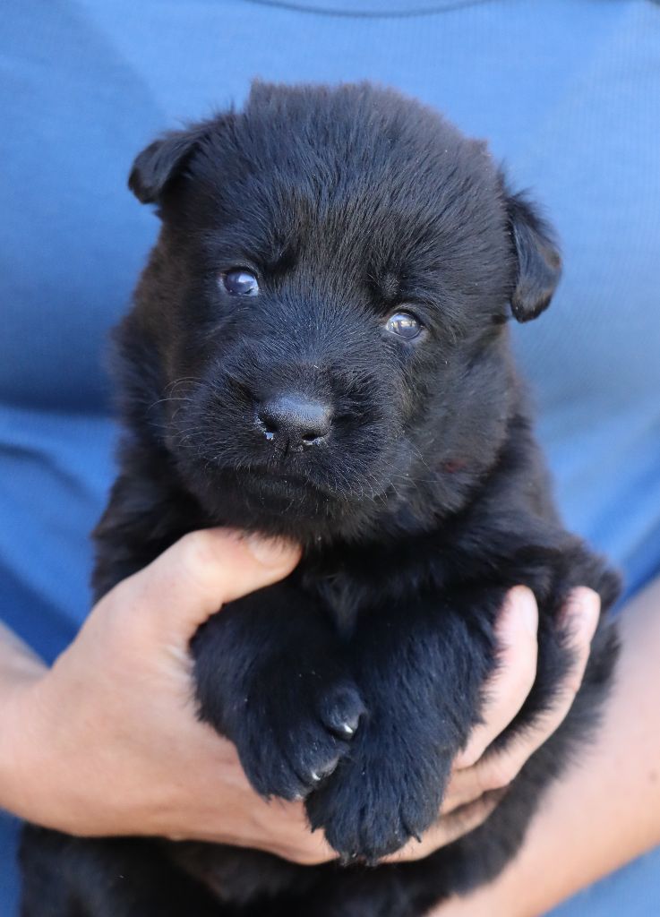 Des Contreforts Du Vercors - Chiots disponibles - Berger Allemand