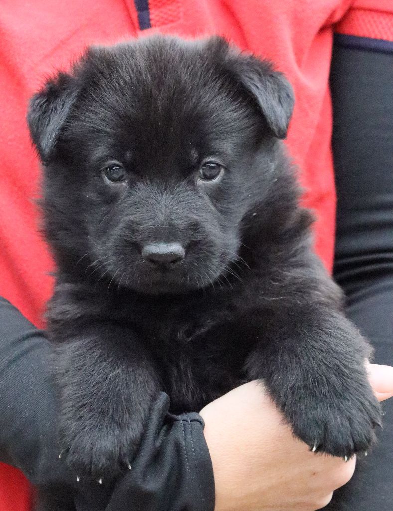 Des Contreforts Du Vercors - Chiots disponibles - Berger Allemand