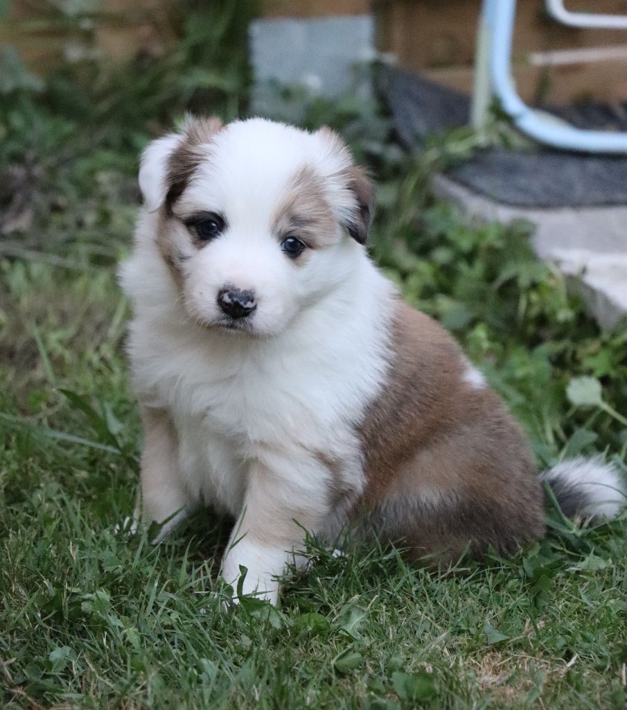 Des Contreforts Du Vercors - Chiots disponibles - Border Collie