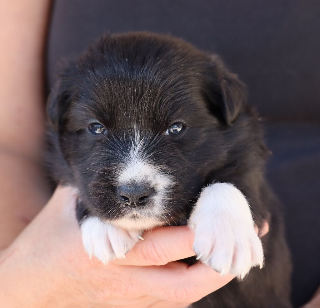 Des Contreforts Du Vercors - Chiots disponibles - Border Collie