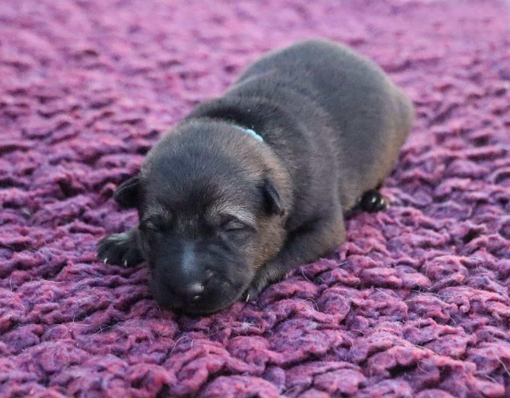 CHIOT