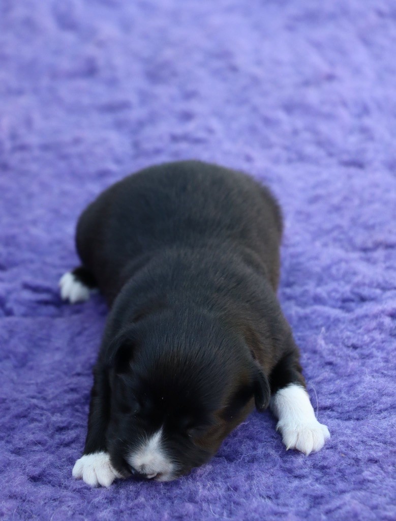 Des Contreforts Du Vercors - Chiots disponibles - Border Collie