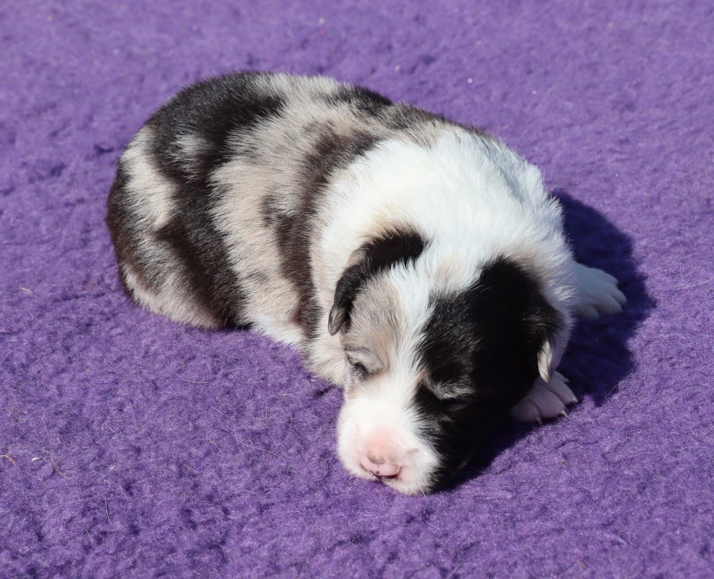 Des Contreforts Du Vercors - Chiots disponibles - Border Collie