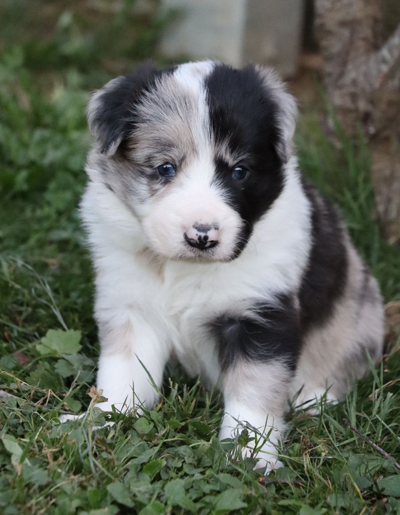 Des Contreforts Du Vercors - Chiots disponibles - Border Collie