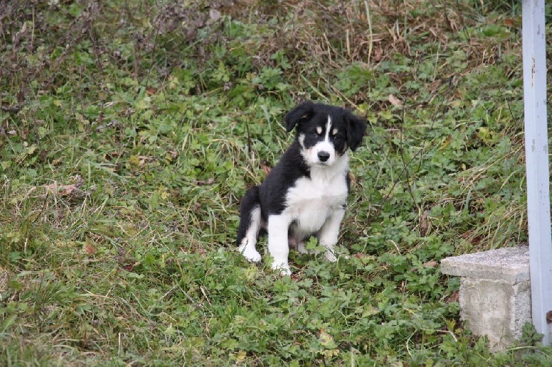 Des Contreforts Du Vercors - Border Collie - Portée née le 10/10/2015