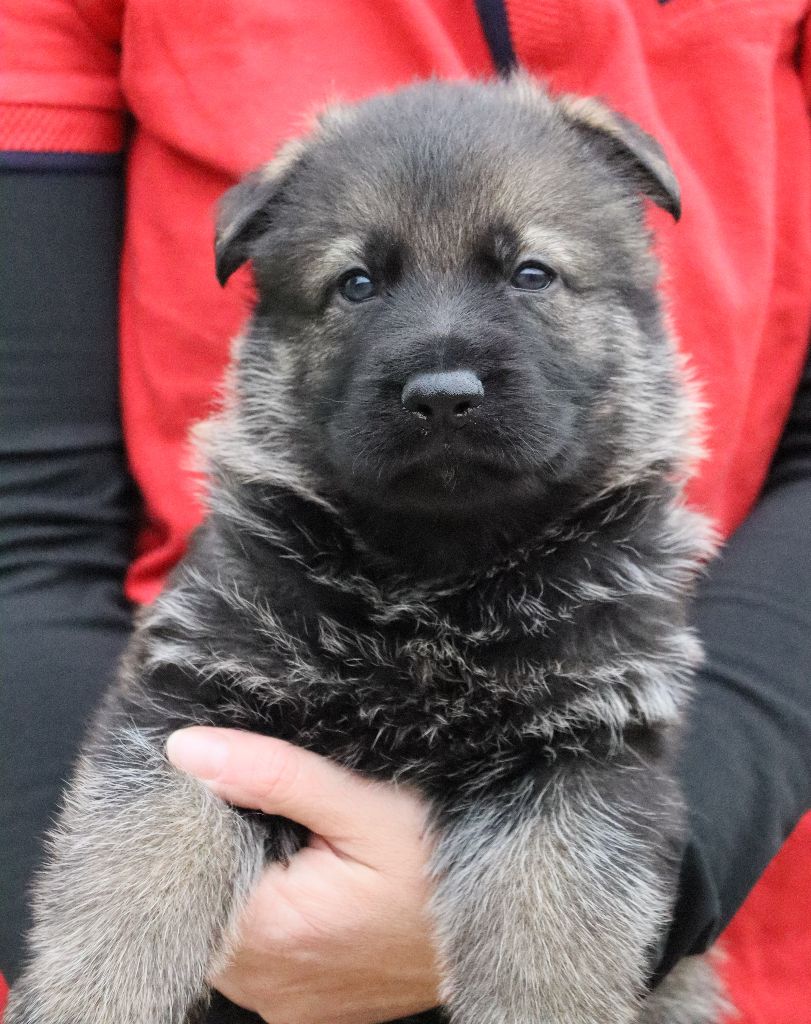 Des Contreforts Du Vercors - Chiots disponibles - Berger Allemand