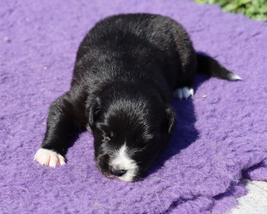 Des Contreforts Du Vercors - Chiots disponibles - Border Collie