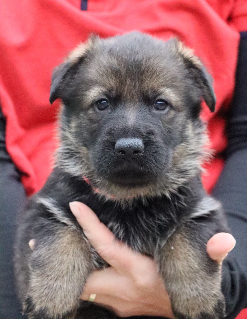 Des Contreforts Du Vercors - Chiots disponibles - Berger Allemand