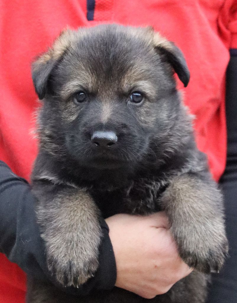 Des Contreforts Du Vercors - Chiots disponibles - Berger Allemand
