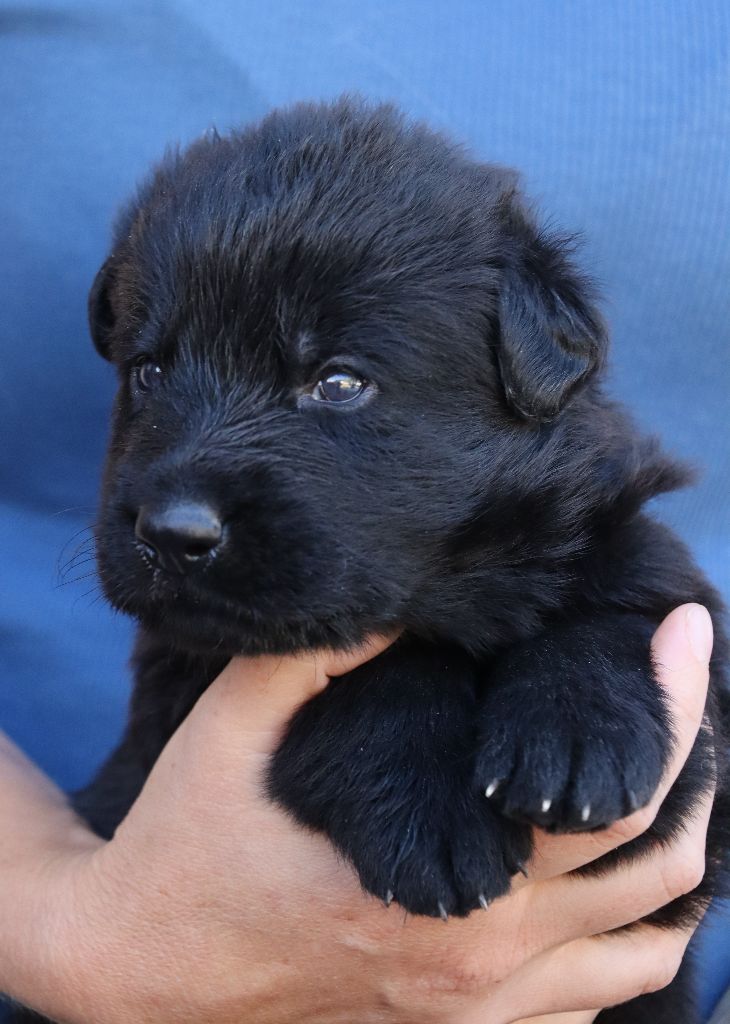 Des Contreforts Du Vercors - Chiots disponibles - Berger Allemand