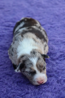 Mâle bleu merle