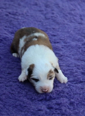 Mâle sable merle