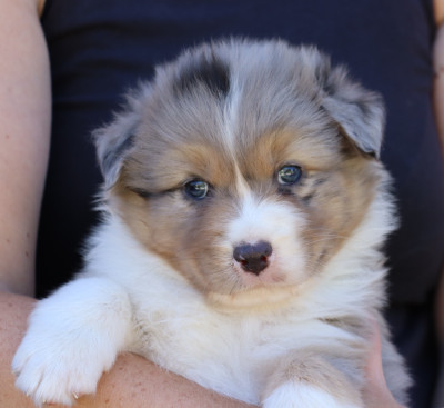 CHIOT 2