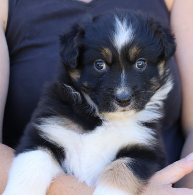 CHIOT 3