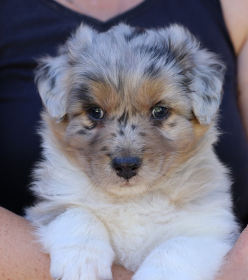 CHIOT 4