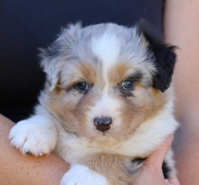 CHIOT 1