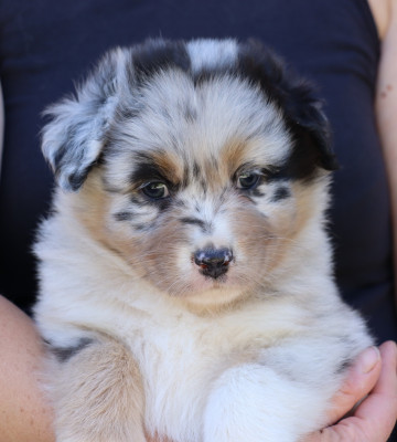 CHIOT 5