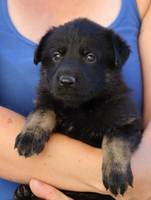 CHIOT 3