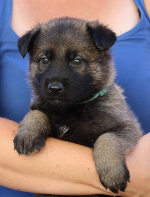 CHIOT 4