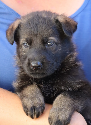 CHIOT 6