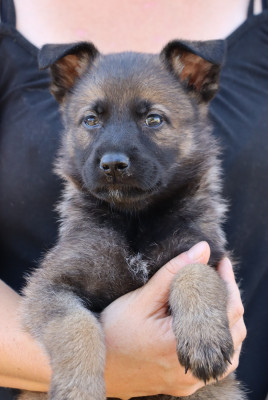 CHIOT 2