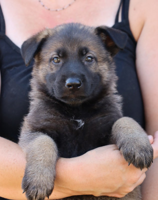 CHIOT 4