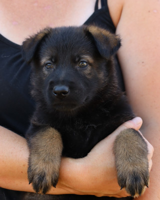 CHIOT 5