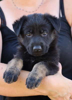 CHIOT 3