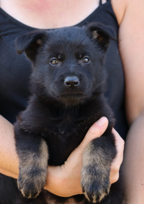 CHIOT 7