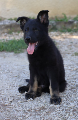 Bosco