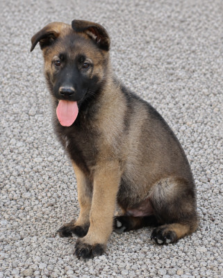 Baloo