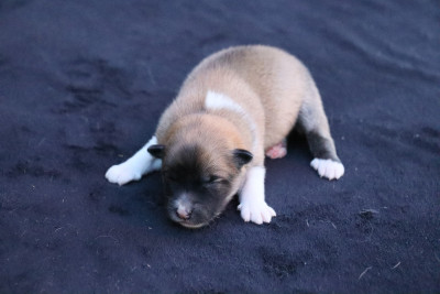 CHIOT 4