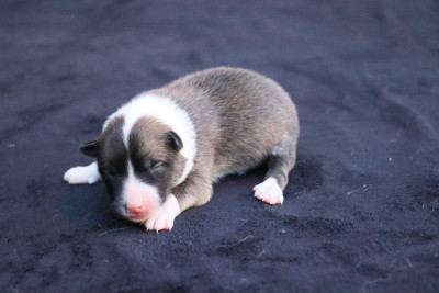 CHIOT 5