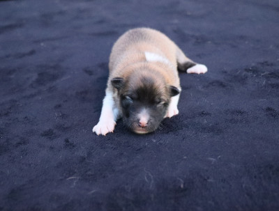 CHIOT 6