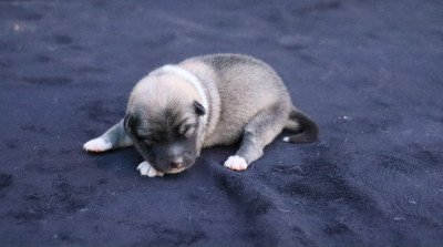 CHIOT 1