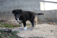 Loky