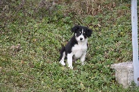 Lecci