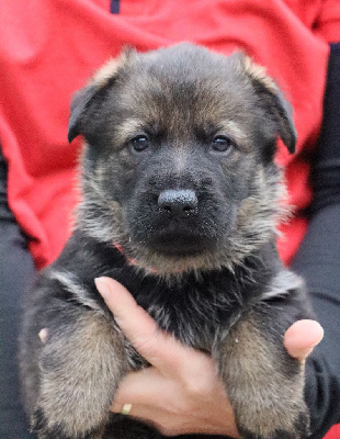 CHIOT