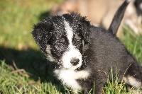 Lyxie