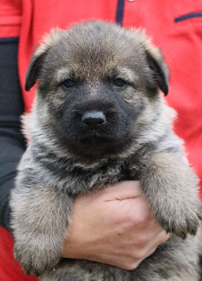 CHIOT