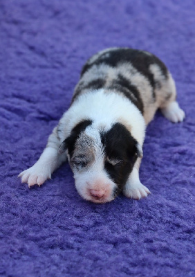 Femelle bleu merle