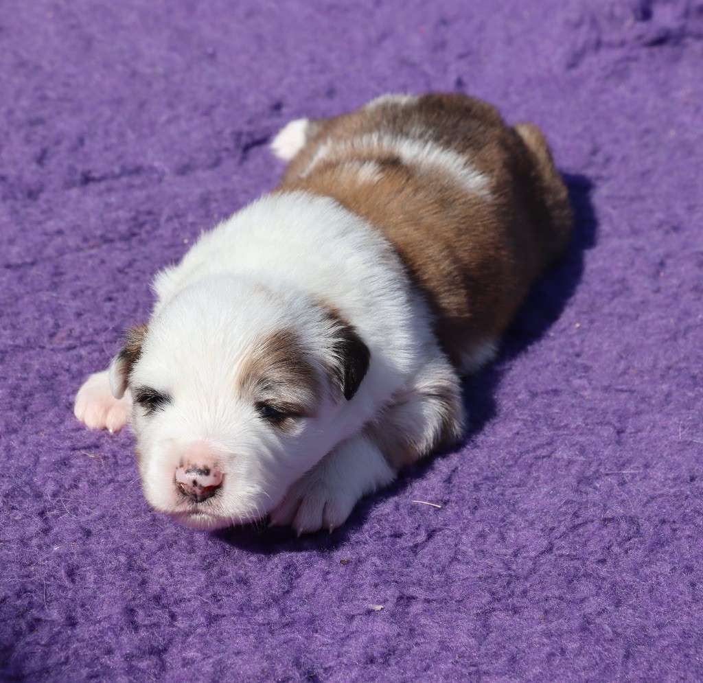 Des Contreforts Du Vercors - Chiots disponibles - Border Collie
