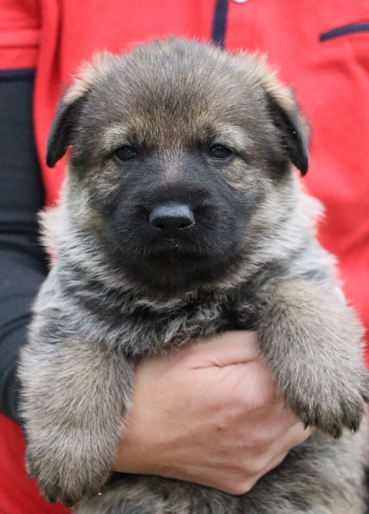 Des Contreforts Du Vercors - Chiots disponibles - Berger Allemand