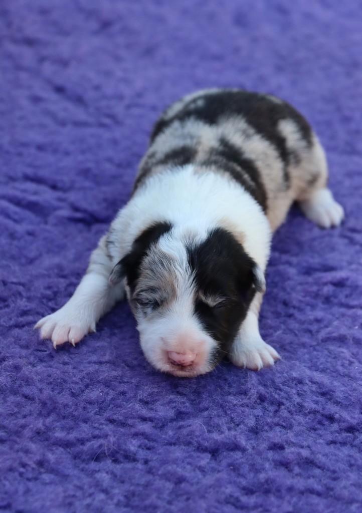 Des Contreforts Du Vercors - Chiots disponibles - Border Collie