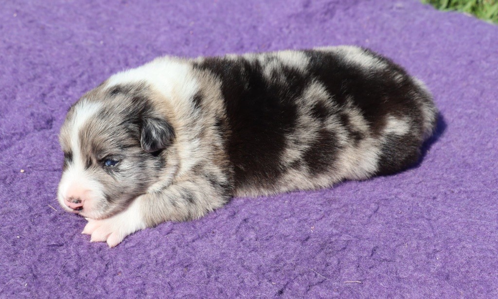 Des Contreforts Du Vercors - Chiots disponibles - Border Collie