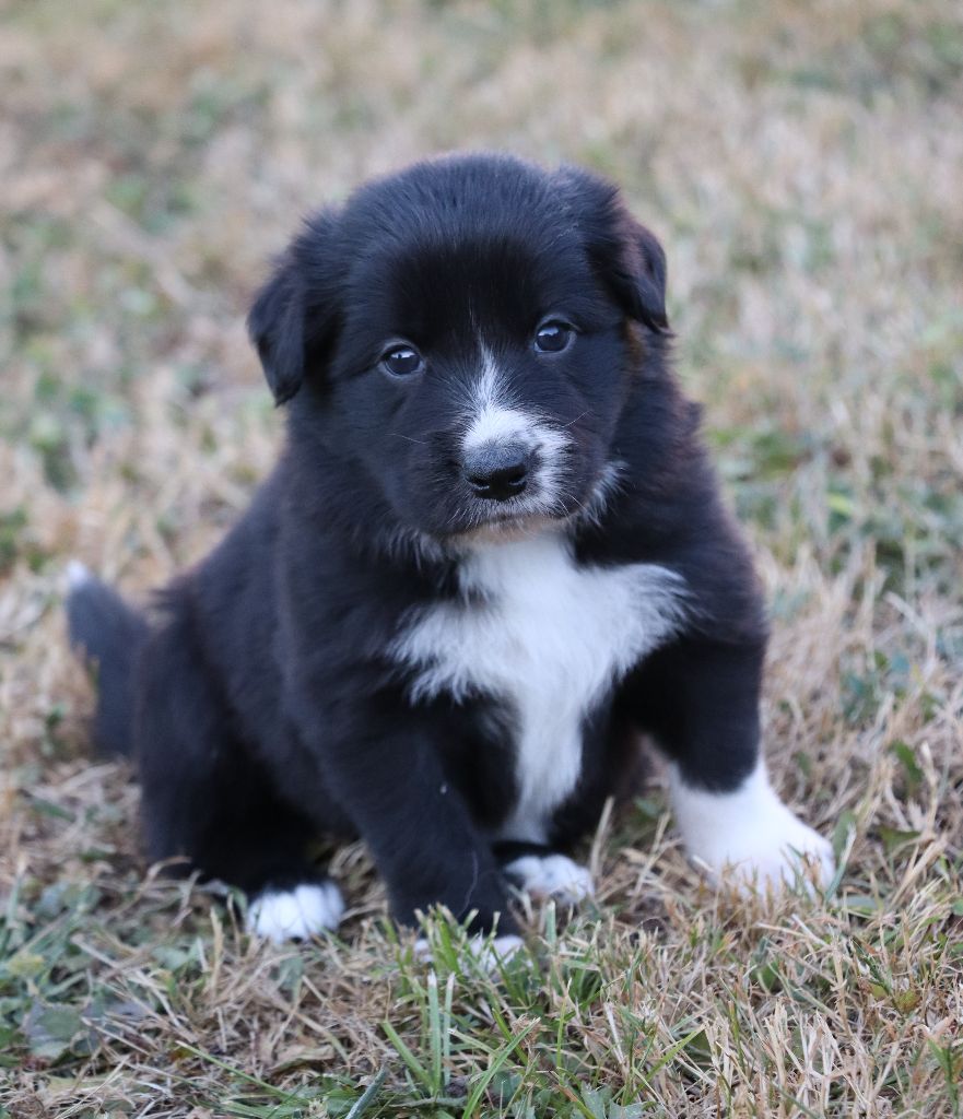 Des Contreforts Du Vercors - Chiots disponibles - Border Collie
