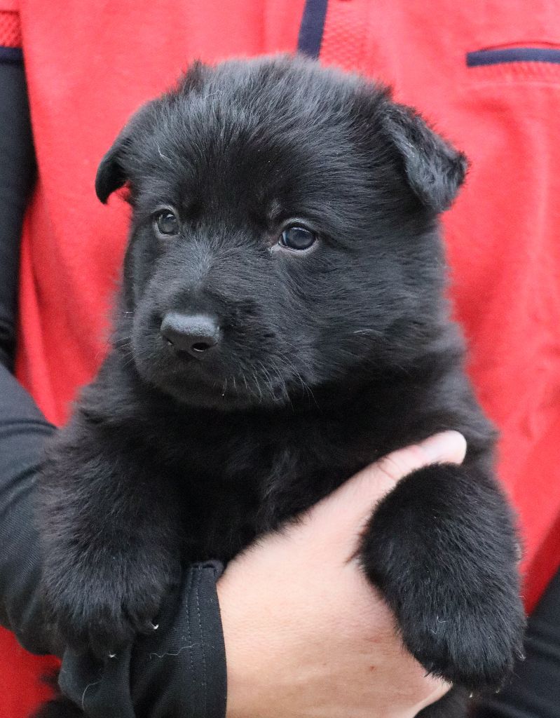 Des Contreforts Du Vercors - Chiots disponibles - Berger Allemand