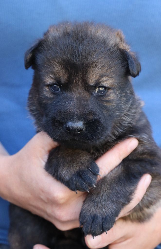 Des Contreforts Du Vercors - Chiots disponibles - Berger Allemand