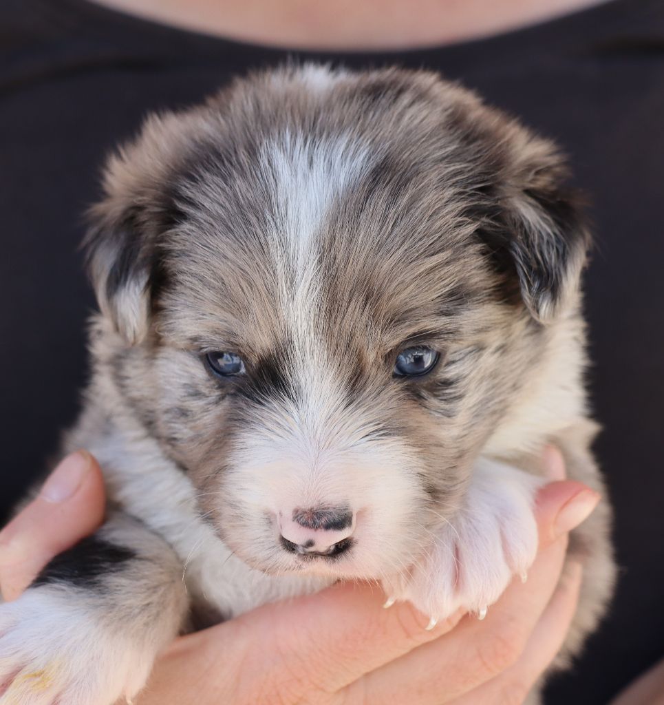 Des Contreforts Du Vercors - Chiots disponibles - Border Collie
